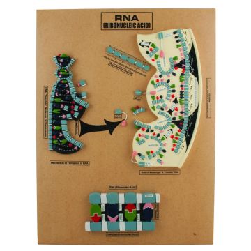 Model of R.N.A.